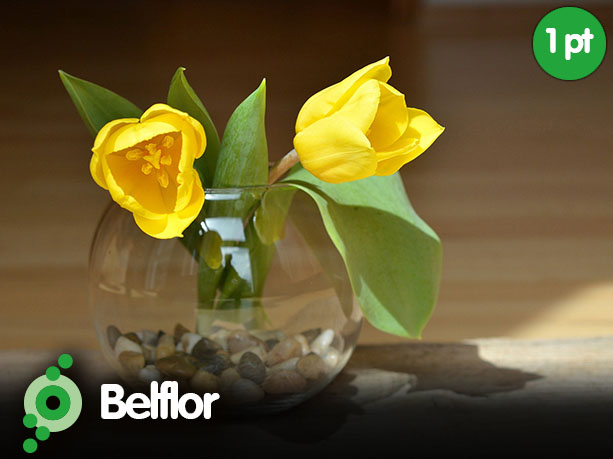 Belflor